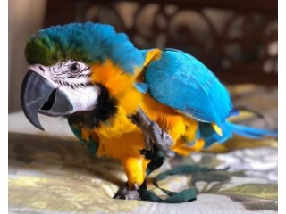 Blue and Gold Macaw ALEX