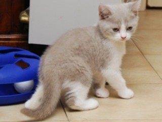 Cute British Shorthair Lucy