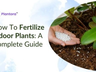 How To Fertilize Indoor Plants: A Complete Guide.