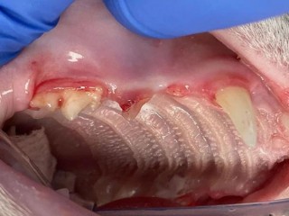 Best Treatment For Feline Tooth Resorption in Charleston, SC