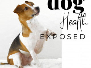 Dog Health + Dog Owner's Delight