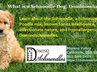 What is a Schnoodle Dog| Dominoschnoodles