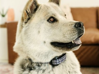 Pawtronics Wireless Dog Collars