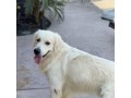 english-cream-golden-retriever-small-0