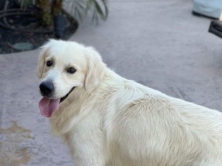 English Cream Golden Retriever