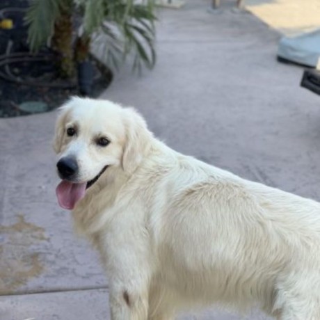 english-cream-golden-retriever-big-0