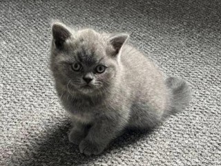 Gorgeous British Shorthair Kittens for Adoption.