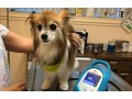 boulevard-animal-hospital-small-4