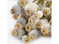 unwashed-poppy-seeds-small-0