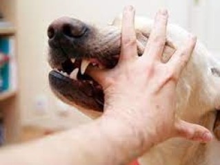 Dog Bites Injury Attorneys Temecula