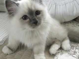 Excellent Ragdoll Kitten Alfie