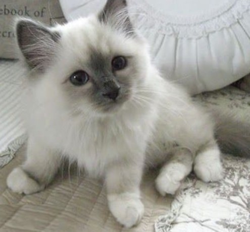 excellent-ragdoll-kitten-alfie-big-0