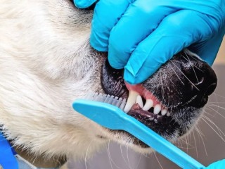 Reliable Dog Teeth Cleaning Services Near Charleston, SC