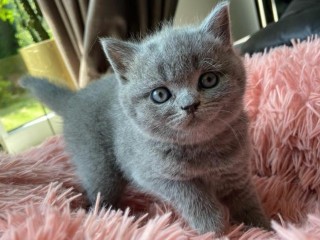 Nice British Shorthair Bella