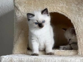 Cute Ragdoll Kitten Bobby