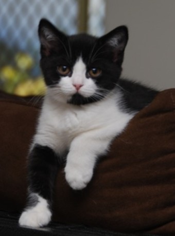 nice-british-shorthair-buddy-big-0