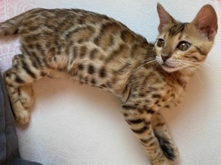 Buy Bengal Kitten Chewbacca