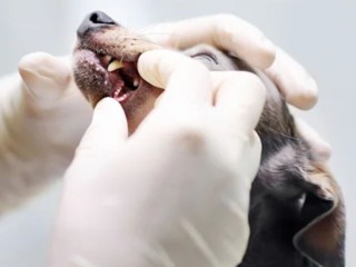 Dog Dental Care Services in Charleston, SC