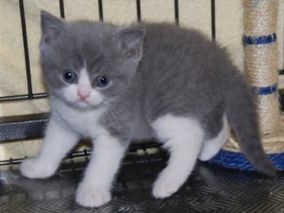 Beautiful British Shorthair Hana