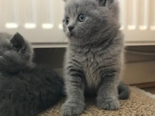 Beautiful British Shorthair Jelly