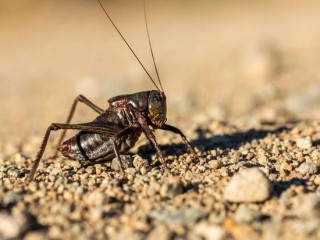 Professional Crickets Treatment | Pest Control Solution