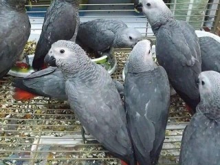 Available African Grey Parrots