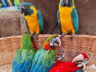 Parrots for sale in USA