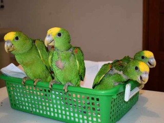 Amazon Parrots