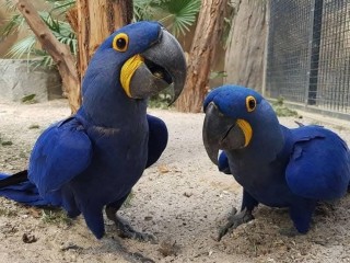 Parrots for sale near me