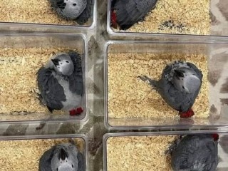 Baby Parrots and Chicks