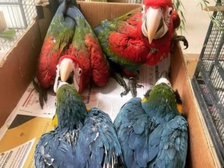 Baby Quaker Talking Parrots, 3 Months Old