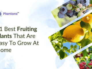 Best Fruiting Plants That Are Easy to Grow at Home.