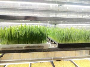 Hydroponic Fodder System for Livestock Feeding