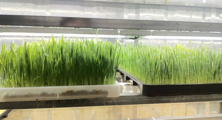 Hydroponic Fodder System for Livestock Feeding