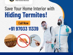 Termite Control Services