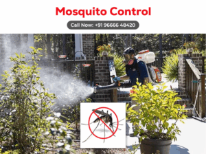 Best Mosquito Control Services in Hyderabad