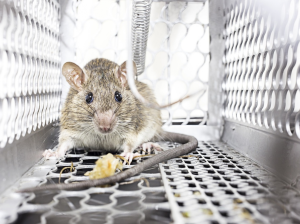 Bait for Mouse Traps