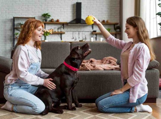 How to Post a Free Pet Classified in India That Gets Real Responses