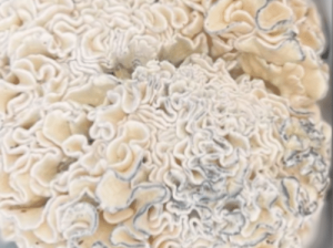 Lab-Grade Enigma Brain Coral Mushroom Spores for Study