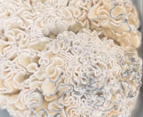 Lab-Grade Enigma Brain Coral Mushroom Spores for Study