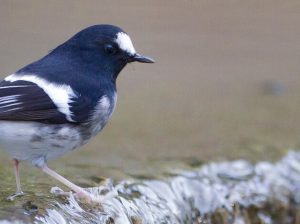 North***india***birding***tours