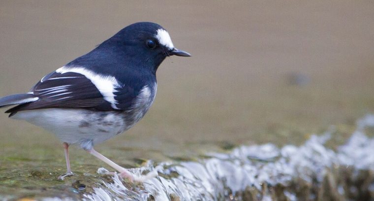 North***india***birding***tours