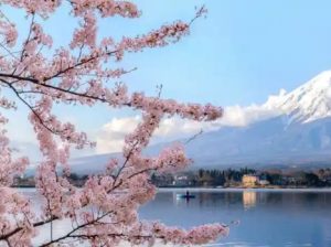 Cherry***Blossom***Season: When & Where***to***Travel***for***the***Perfect***View