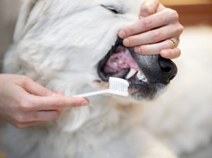 Boulevard***Animal***Hospital