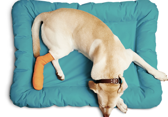 Boulevard***Animal***Hospital