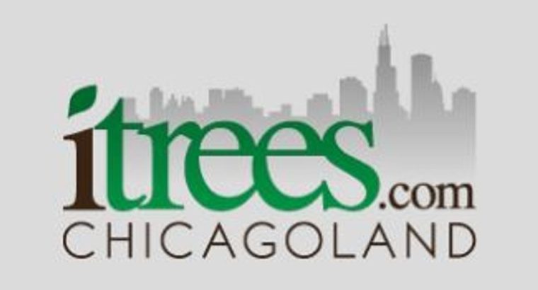 Arborvitae***Chicago