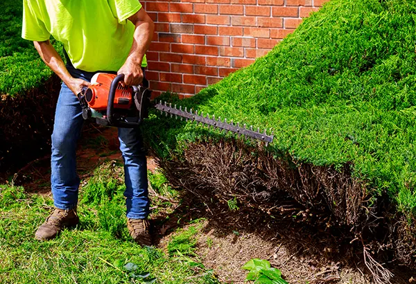 Backyard***Landscaping***Miami – Miamitreecrew.com