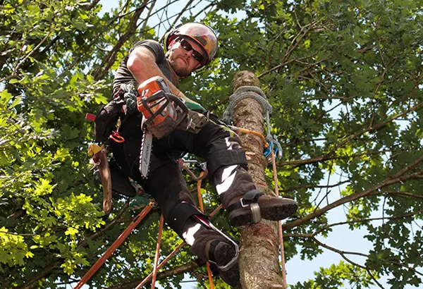 Backyard***Landscaping***Miami - Miamitreecrew.com